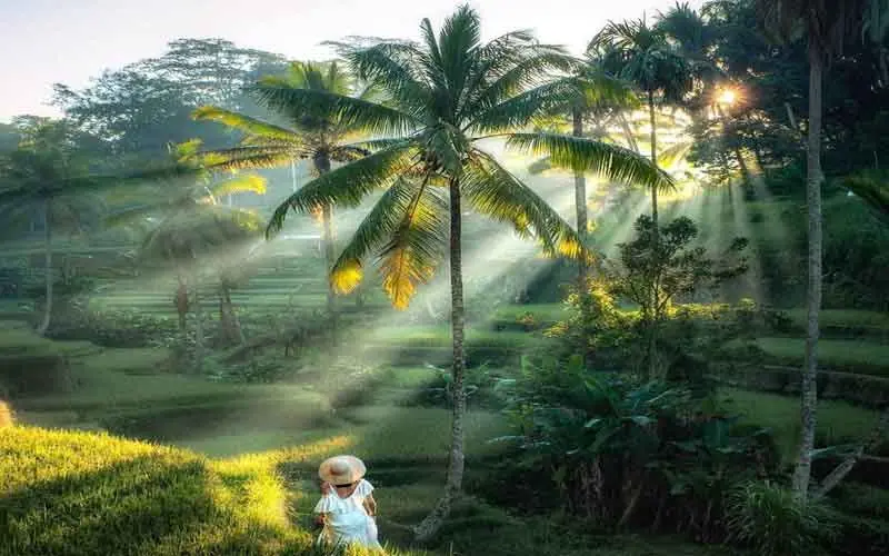 Landscape of Ubud